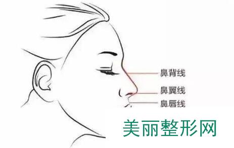 鼻梁
