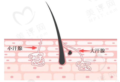 狐臭手术会复发吗?几率多大? 狐臭手术会复发吗?几率多大?